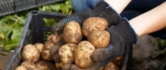 Приспособления для сортировки картофеля