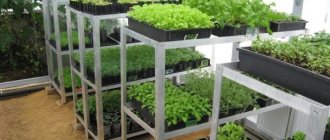 Rack for seedlings from corners